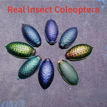 Primityvus Rainforest Gražus Jiding Vabzdžių Coleoptera Grynas Natūralus ir Bespalvis Rankų darbo Karoliai 